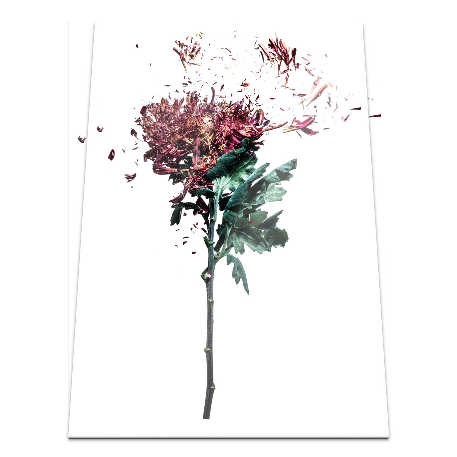 flowerbomb-70×95-14361